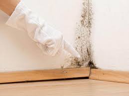 Why You Should Choose Our Mold Remediation Services in Bala Cynwyd, PA